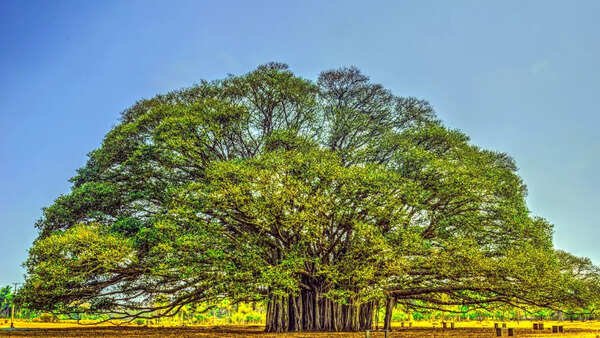 India National Tree Banyan